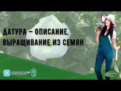 Датура — описание, выращивание из семян