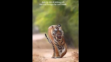 #Con hổ như bước ra từ bức tranh #The tiger seems to have stepped out of a painting #shorts#video