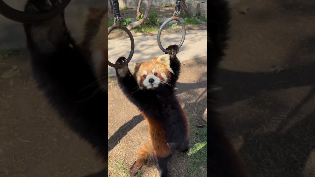 Funny Animal Behavior 