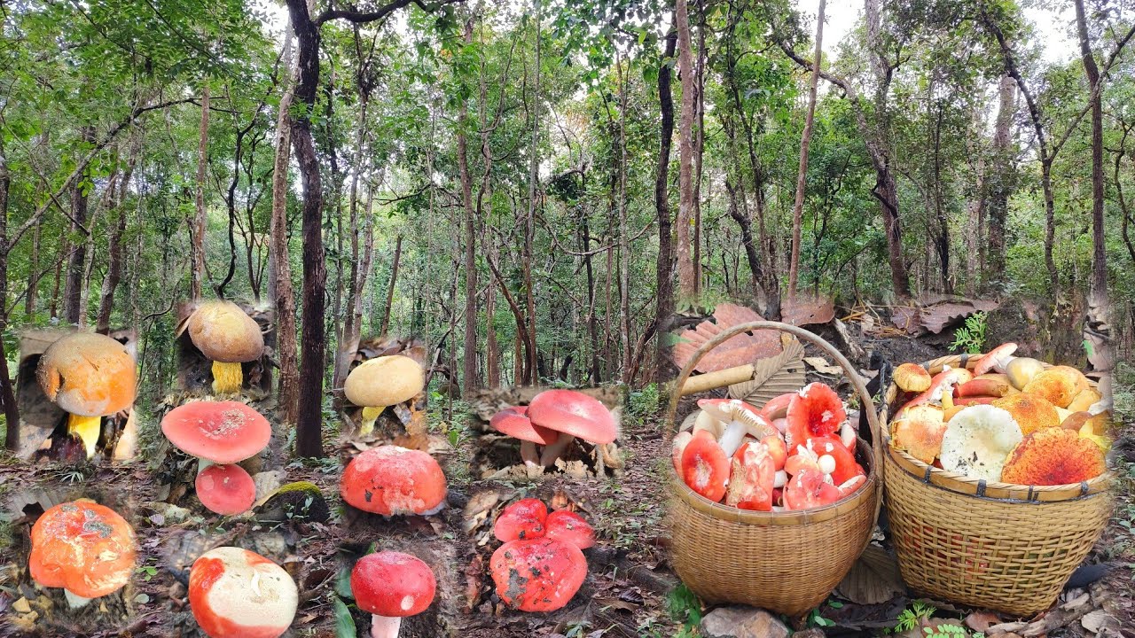 เข้าป่าเห็ดก่อแดง เจอเห็ดผึ้งรวมหมานเต็มส้า เต็มต่า 22 พ. ย 2568