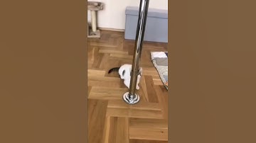 cat pole dance🤣🤣