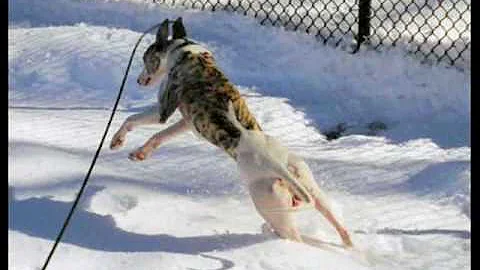 Whippet Wonderland
