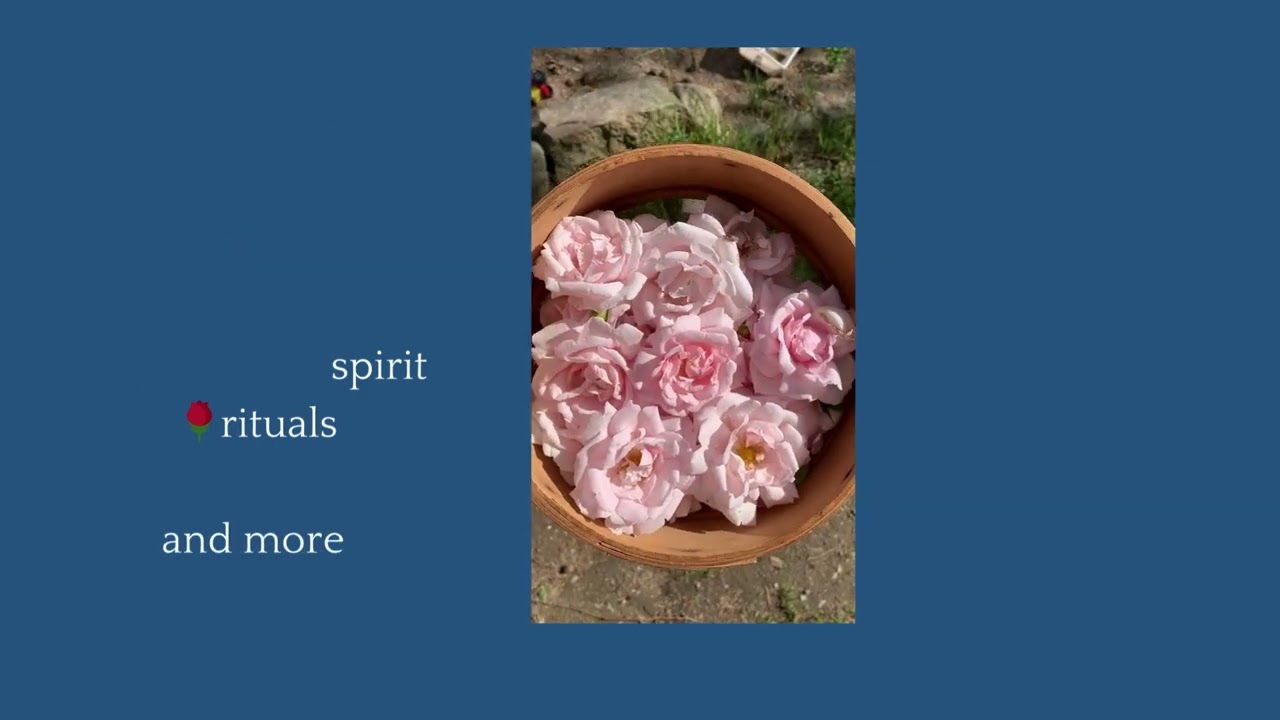 Roses for Magic and Ritual | Traditional uses of Roses | Medicinal Plant Rose