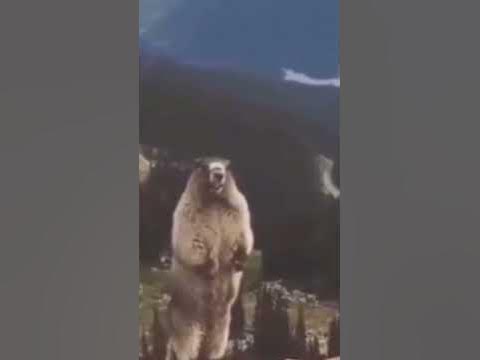 бобер орет - YouTube