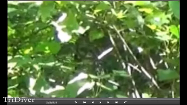 Robert Dodson's face of Bigfoot. Zoomed/Stabilize...