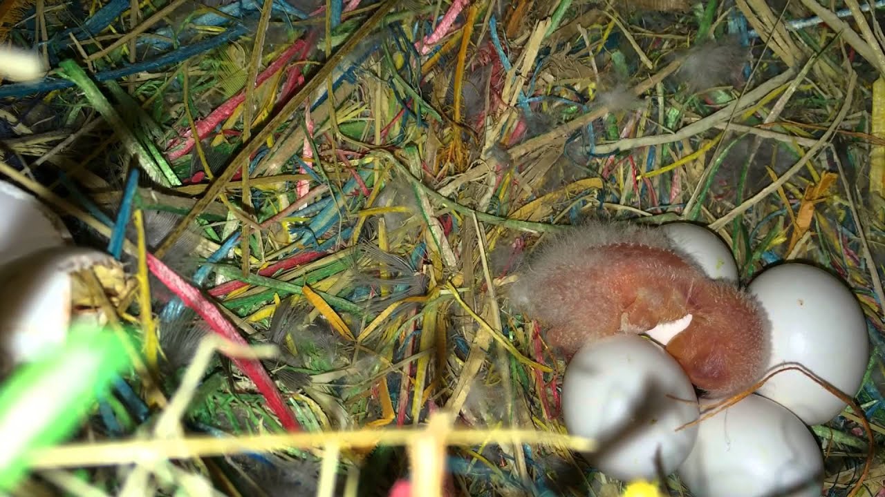 Love bird nest inside view. - YouTube