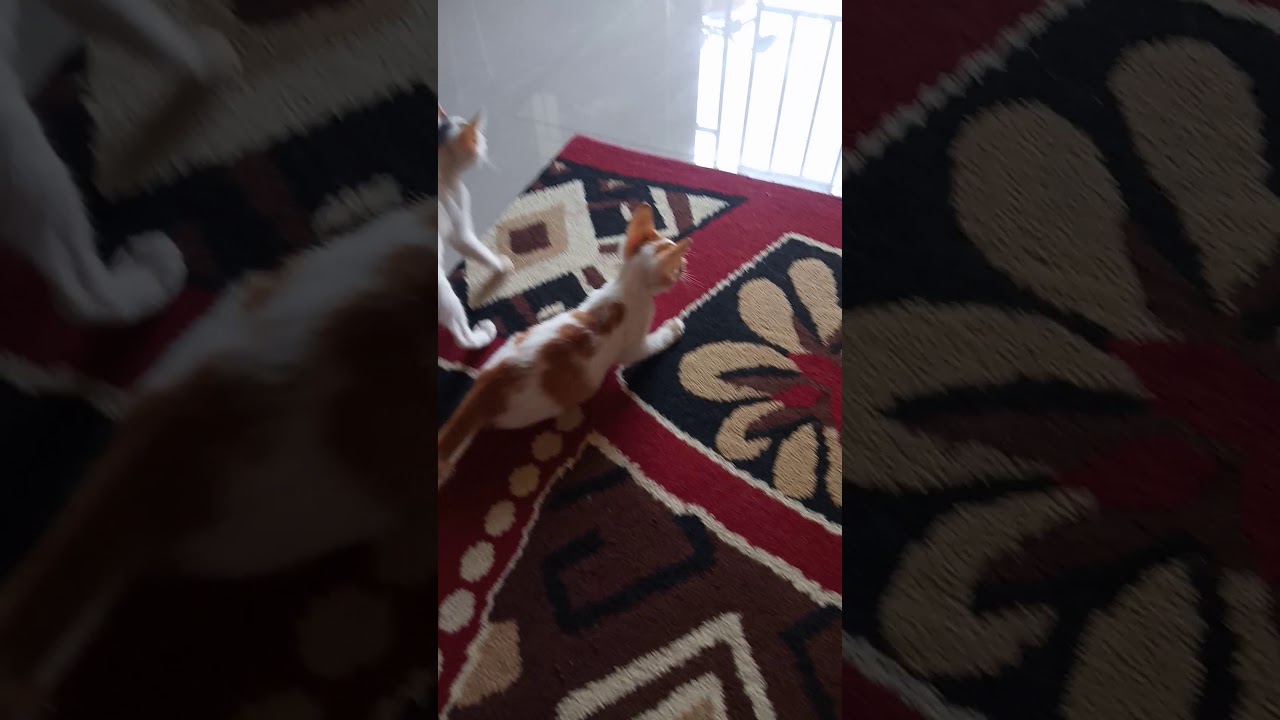 Anak kucing kelahi lucu 