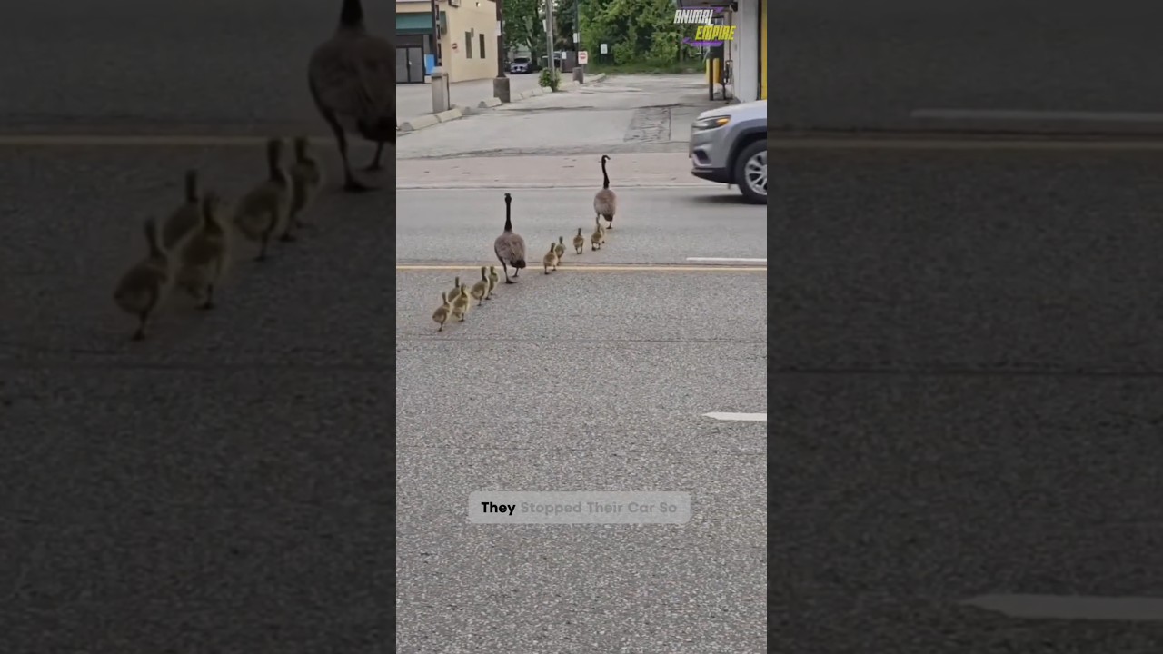 Road crossing by duck family🪿|