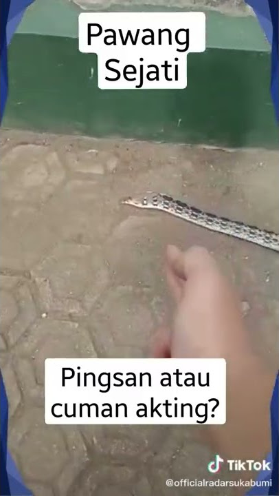 Pawang ular sejati 🤔 #storywa #funny