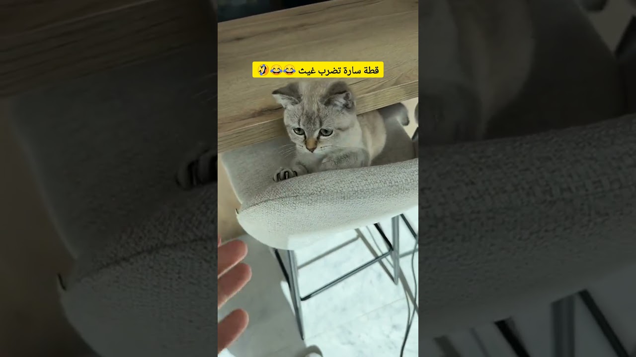قطة سارة تضرب غيث 😂 #غيث_مروان #saraaalwari #سارة #حامل #بيبي #قطة #ترند #ضحك #طفل #ghaith_marwan