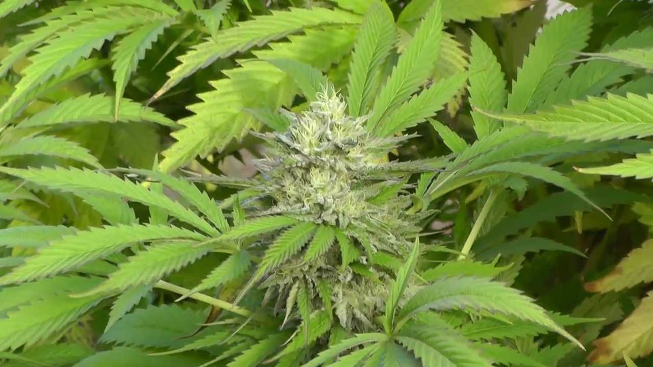 Alien OG Clone Outdoor CA 10/6/12