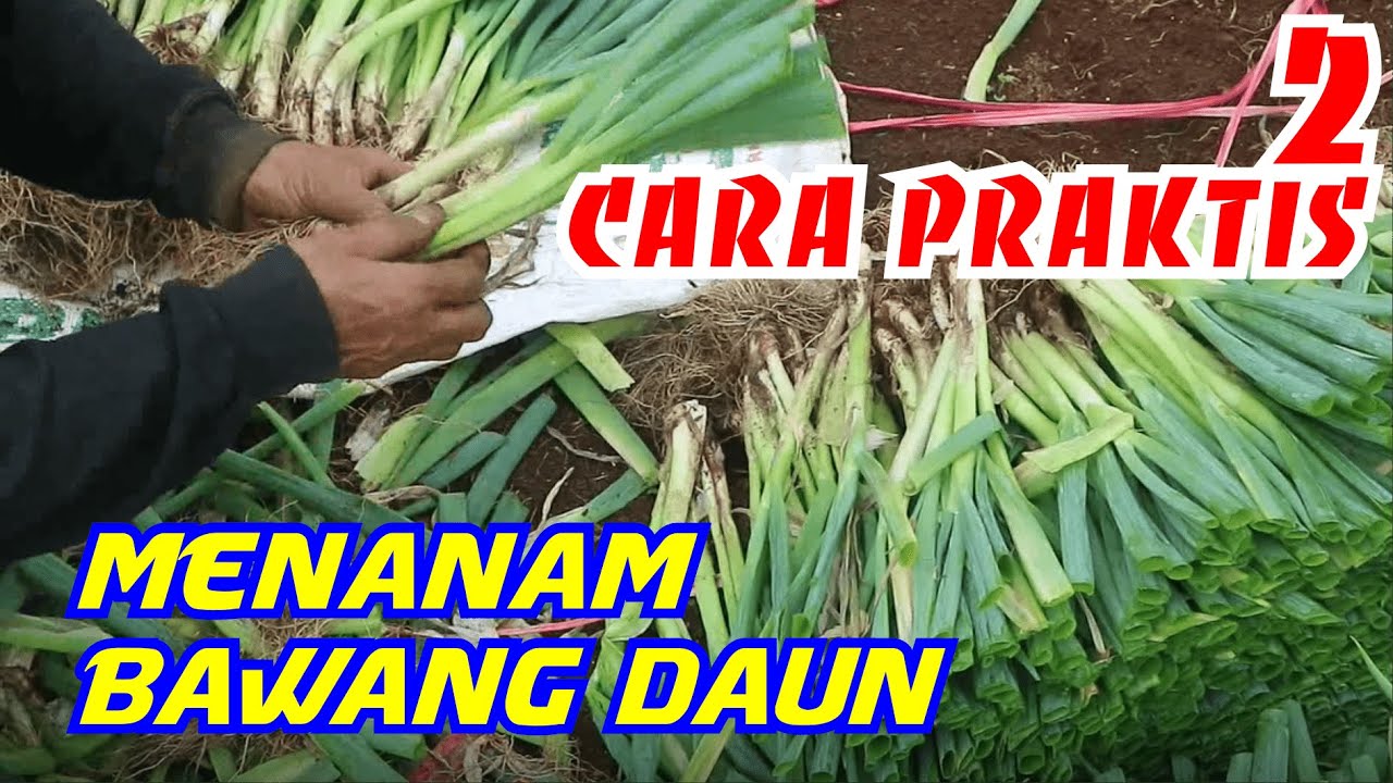 Cara Praktis Menanam Bawang Daun 