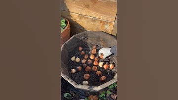 Growing Tulips in a container #planting #gardening #tulips #daffodil #flowers