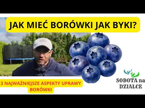3 MOST IMPORTANT ASPECTS of BLUEBERRY cultivation 🫐🫐🫐 07/20/2026