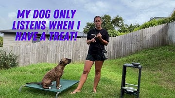 My dog only listens why I have treats. Here is why and how to fix it!