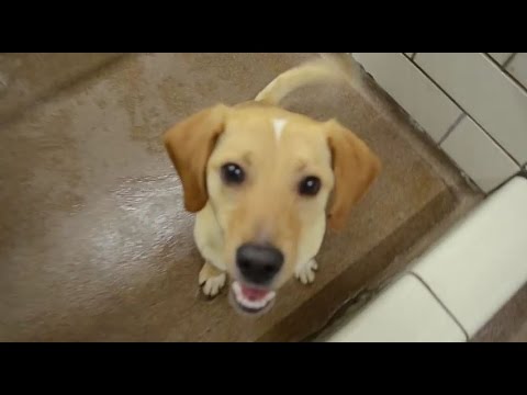 Max The Retriever Beagle Puppy Youtube