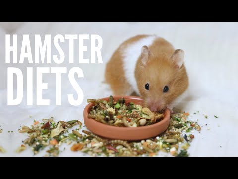 Video: How To Feed Dzungarian Hamsters