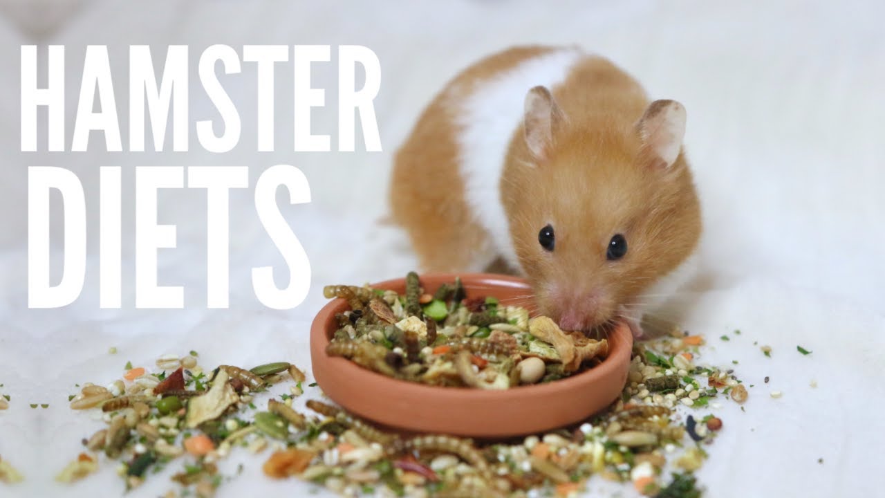 Golden hamster, Diet, Habitat & Lifespan