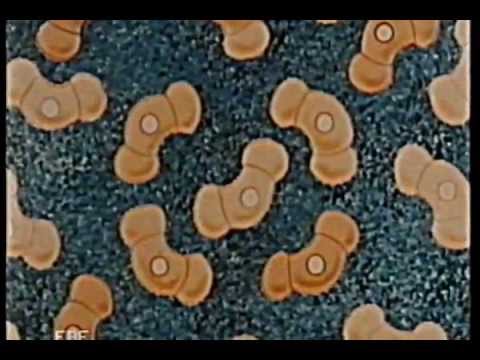 botanica le gimnosperme youtube