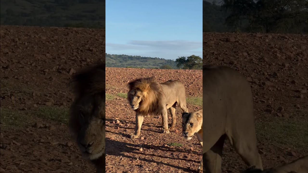 Lioness Smacks ‘Cheating’ Male Lion in Face