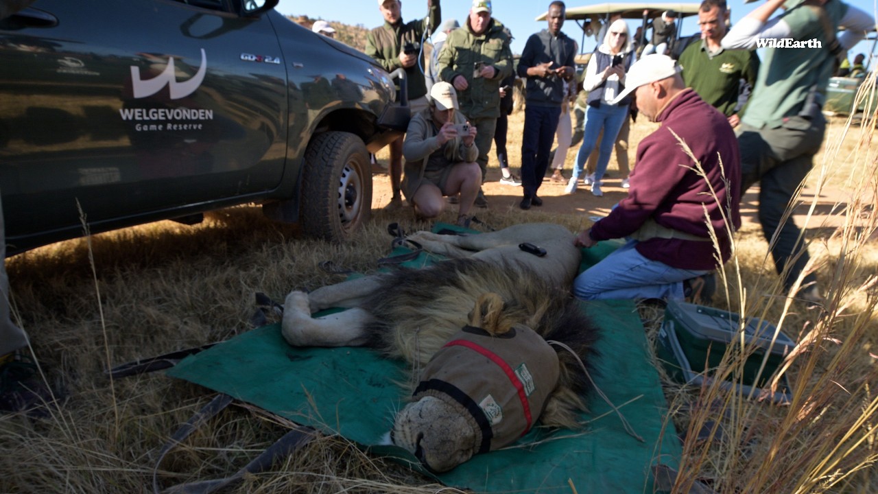Protecting Africa's majesty - Male lions