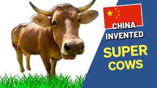 Chinese Scientists Creates Super Cows | Chinese Super Cow