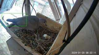 January 2024 Hatching of December 2023 Nesting by Ronald Hunt 87 views 4 months ago 16 minutes