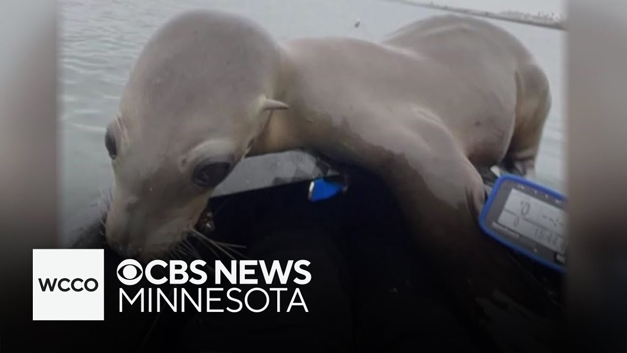 Starving sea lion hops aboard UCLA women’s rowing team’s boat