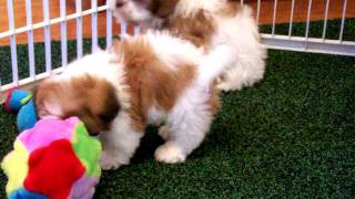 Puppy Party at DCDogfinders really at Grandma's house!  Cavachon puppys!