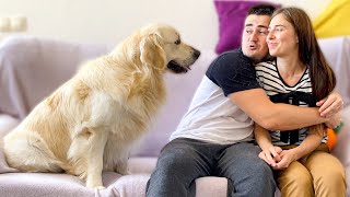 Jealous Golden Retriever Wants Attention!