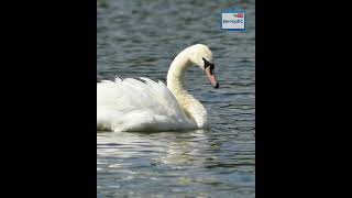 Что вытворяют Лебеди) #весна #паводок #лебеди