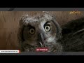 Rescue owl has sweetest reaction to toy