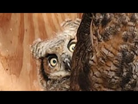 Rescue owl has sweetest reaction to toy