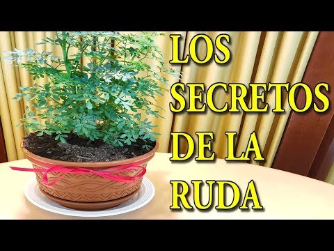 Vídeo: Com Es Prepara La Begònia Del Jardí Per Hivernar?