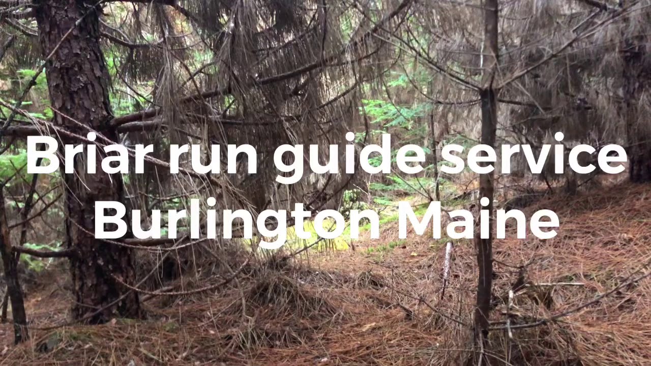 Snowshoe Hare In Maine With BRIAR RUN GUIDE SERVICE YouTube snowshoe-hare-in-maine-with-briar-run-guide-service-youtube