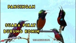 SUARA PIKAT BURUNG KONIN atau KOLIBRI NINJA || PANCINGAN KONIN DI ALAM,, TERBUKTI AMPUH.