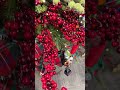 Raz 30" Set of 2 Red Berry Branch Christmas Tree Accessory F4525030