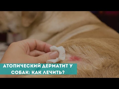 Видео: Спросите ветеринара: может ли моя собака страдать от сезонного аффективного расстройства? Что я могу сделать?