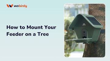 How to Mount Your WoBirdy Feeder on a Tree
