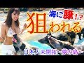 【豚の海】日本人未開拓の豚の島【バハマ】