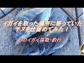 イガイ取り器でカラス貝採取 釣行