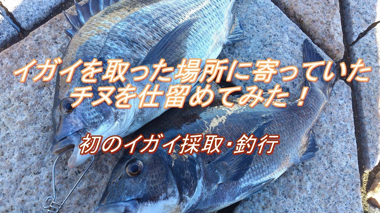 イガイ取り器でカラス貝採取 釣行 Youtube