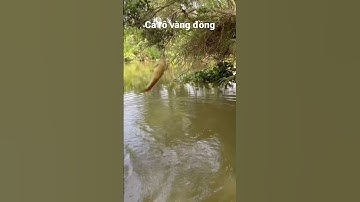 Câu nhầm cá rô vàng đồng #câucárôđồng #caucaro #câucárô #fishing #thápmườiquêtôi