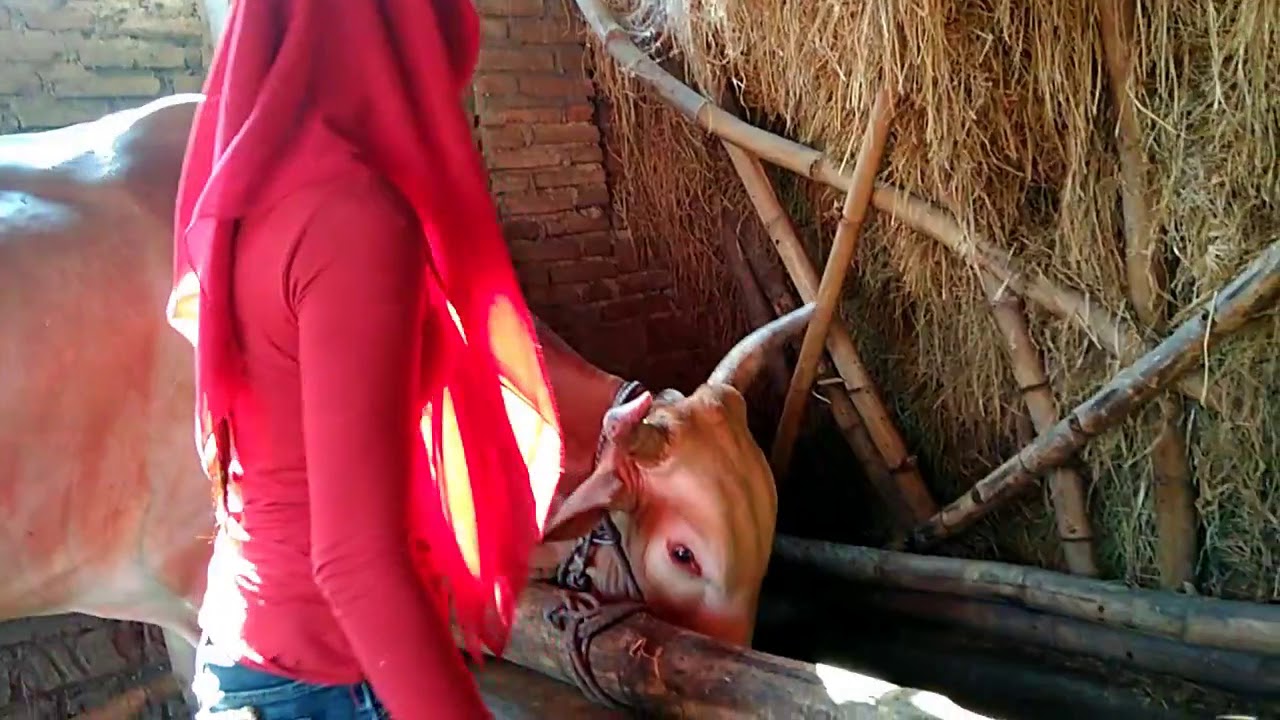 camera iphone 8 plus apk Fantastic girl my Village - Farming etc New Nov2018 full control