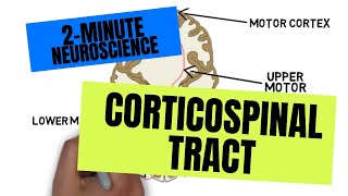 2-Minute Neuroscience: Corticospinal Tract