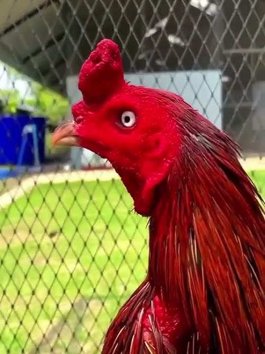 Ayam Pama ninja adalah..?? ||jangan lupa subscriber, like dan komen ya makasih,🙏😁😊