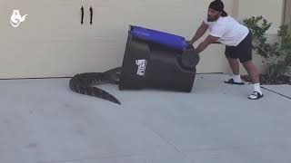Во Флориде парень поймал аллигатора в мусорный контейнер