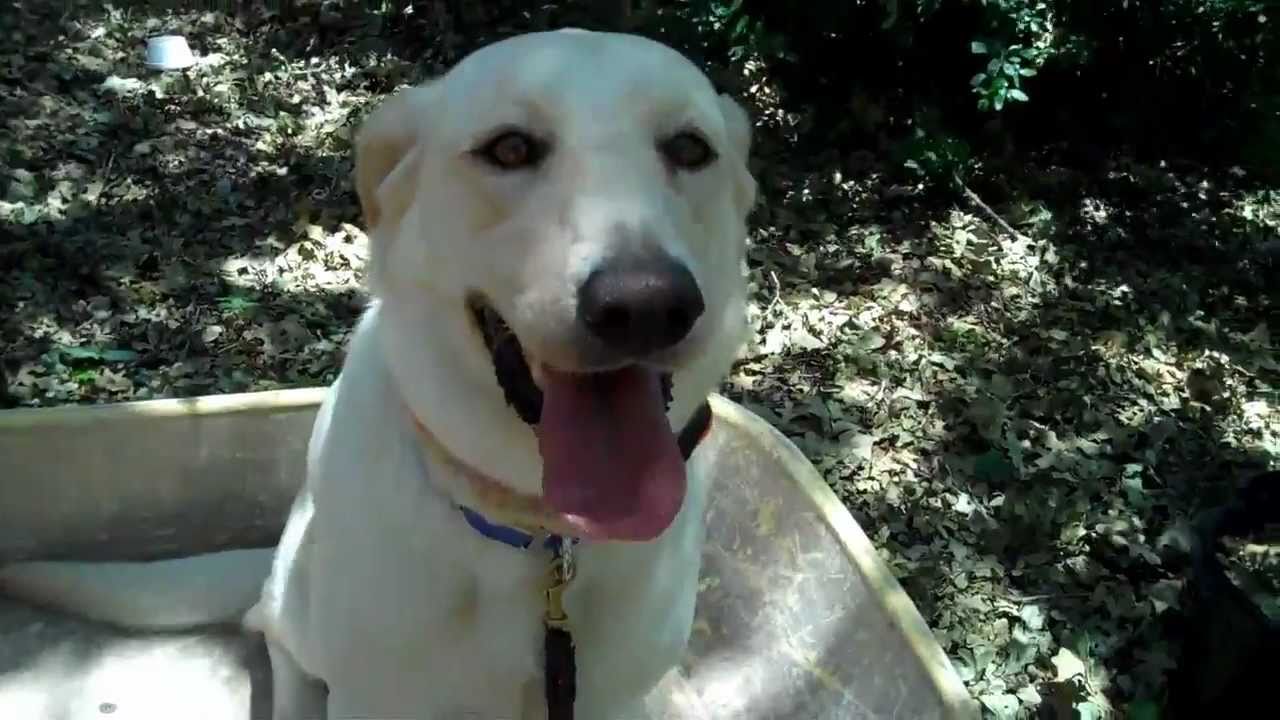 Rosie the spunky lab - day two, off leash off leash training seattle