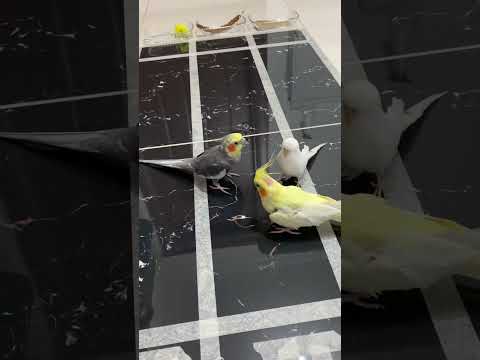 Video: Papağanınızı Egzersiz Yapmanın En İyi 4 Yolu