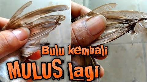 Cara mudah membersihkan pulut yang menempel di bulu burung